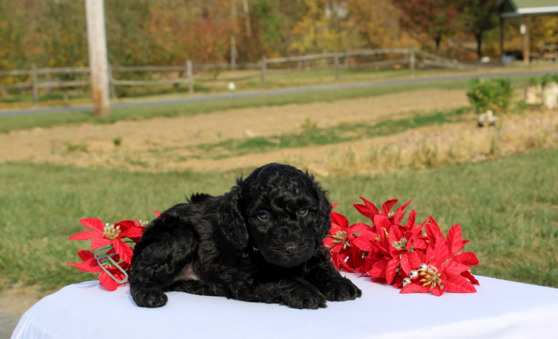 puppy, for, sale, Miniature Poodle, Matthew B. Stoltzfus, dog, breeder, Gap, PA, dog-breeder, puppy-for-sale, forsale, nearby, find, puppyfind, locator, puppylocator, aca